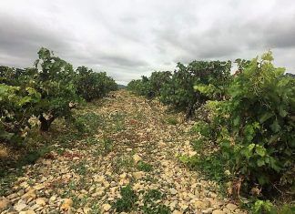 La globalización en la viticultura
