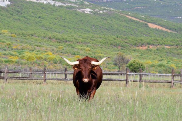 El buey protagonista de Finca el Capricho de José Gordón en Jiménez de Jamuz (León).