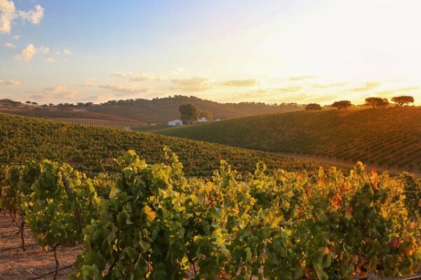 Para André Teodoro, vender Lisboa al mundo es invitar a descubrir un oasis de diversidad: vinos frescos, atlánticos y auténticos que encapsulan la historia y el alma vibrante de Portugal en cada copa. Foto: Pixabay.