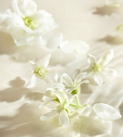 Convierte tu rutina diaria en una experiencia de spa de puro lujo. 🛁 Con nuestra icónica fórmula de sales del Mar Muerto y agua de jazmín 100% botánica, la colección Wonders of Jasmine limpia, exfolia e hidrata profundamente. Desde el Aceite de Ducha hasta la Leche Sedosa, cada paso es un tributo a la delicadeza floral. ¿Lista para florecer?. Foto: Sabon.