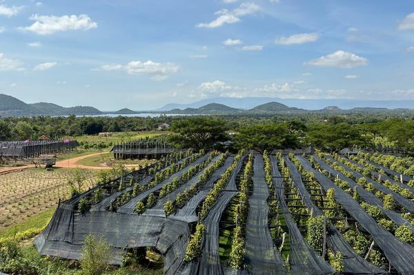 The Kampot region of Cambodia grows the magical spice in four colors. Photo credit Buzzy Gordon.