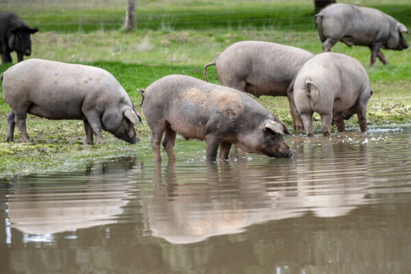 Para ibéricos Montellano, la montanera 2025/2026 “ha sido rica en pastos y muy abundante en bellotas. Las intensas lluvias han favorecido que la bellota se desprenda antes de lo habitual”. Foto: Miguel Garrote.