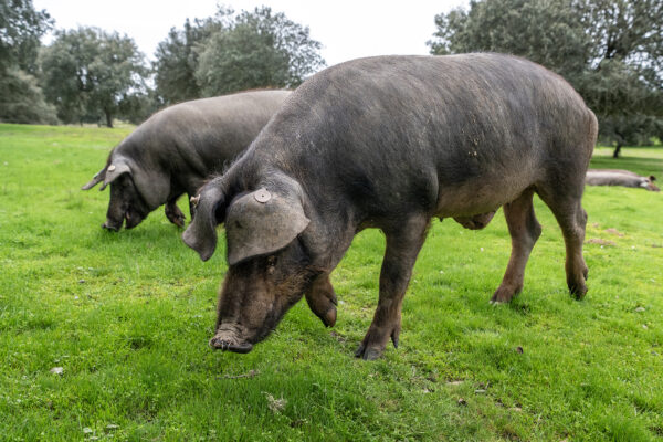 La montanera es la fase final de cría del cerdo ibérico, que transcurre en libertad (octubre –marzo) en la dehesa, donde los animales se alimentan del fruto maduro de encinas, alcornoques y quejigos, y también de hierbas, raíces, gusanos y pastos naturales. Foto: Miguel Garrote.