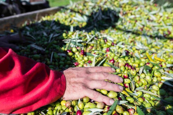 Más que un AOVE Premium, la cosecha temprana es una joya terapéutica embotellada. Rico en oleocanthal y antioxidantes, este "oro verde" protege tu corazón y tu salud celular con cada gota. Un viaje que comienza en el paladar con notas de hierba recién cortada y culmina en un bienestar integral. La ciencia y la gastronomía, unidas en un retrogusto inolvidable. Foto: agencia.