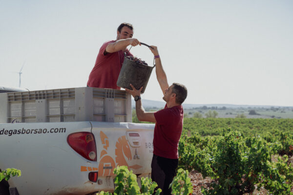 Un cuarto de siglo descorchando la magia del Moncayo. Bodegas Borsao festeja los 25 años de Tres Picos, el monovarietal que revolucionó la garnacha y conquistó el panorama gastronómico global. ¡Salud por la auténtica distinción!. Foto: agencia.