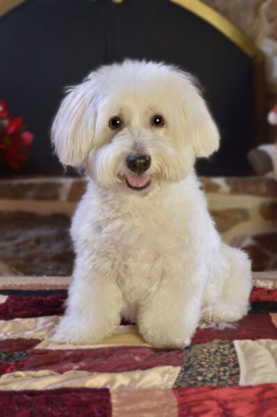 La factura vital de tener un animal en casa son el amor incondicional, compromiso permanente. Foto: pixabay.