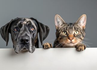 Lo que nadie te cuenta sobre el coste real de tener un animal en casa El precio de la lealtad es lo que nadie te cuenta sobre tener mascota. Foto: pixabay