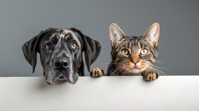 El precio de la lealtad es lo que nadie te cuenta sobre tener mascota. Foto: pixabay
