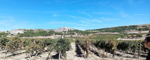 Los viñedos de Comenge sobre tierras calizas una combinación natural idónea-para poder realizar unos vinos de gran calidad. Foto: autora.