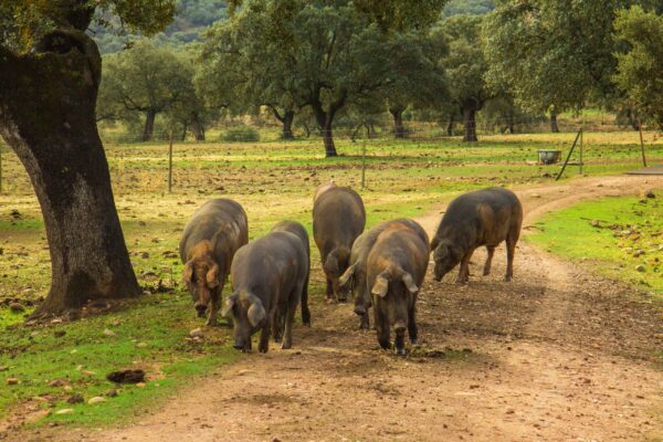 Naturaleza, historia y alta gastronomía se dan la mano en la Sierra de Aracena y Picos de Aroche. ¿Nos vamos de ruta por el corazón ibérico de Huelva?. Foto: agencia.